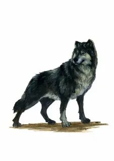 wolf by Nordheimer on DeviantArt Creatures, Animal companion