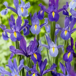 VAN ZYVERDEN Dutch Iris All-Blue Discovery Bulbs (25-Pack) 8