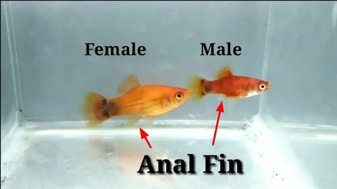 How To Identify Male And Female Platy Fish - YouTube