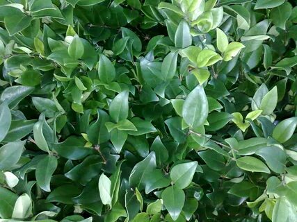 LIGUSTRUM LUCIDUM - Liguster