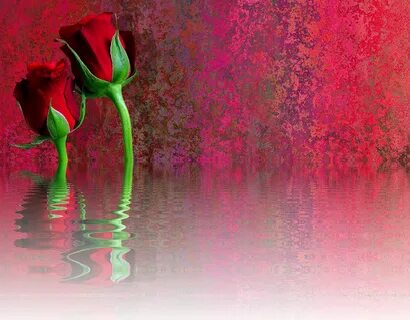 Roses Love Rose Blossom - Free photo on Pixabay