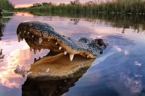 10 of the Greatest Wildlife Wins of All Time Crocodile anima