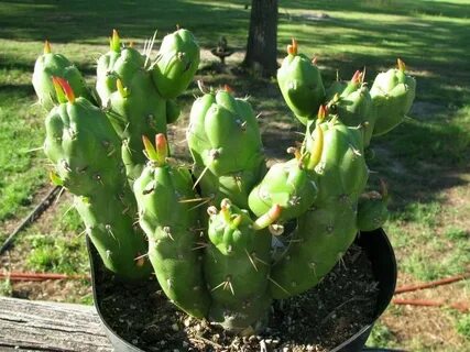 Opuntia subulata monstrose Gumbi Cactus 3 in one 8" Pot So C