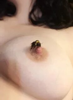 Bee sting tits