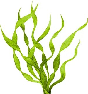 Algae Clipart Transparent - Seaweed - (1024x1024) Png Clipar