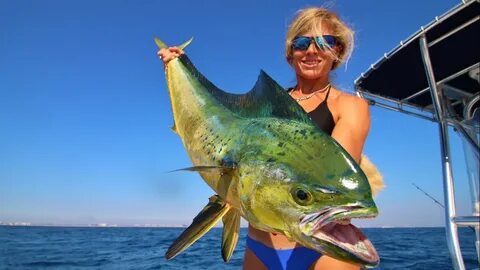 Florida Offshore Fishing: Big Mahi!