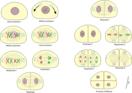 Meiosis Terminology Answers / Explore Learning Gizmo Student