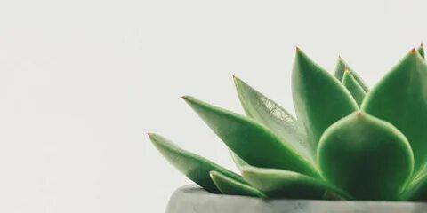 Succulents and Self-Care Lifeologie Counseling Grand Rapids