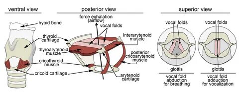 Mechanisms and Neuronal Control of Vocalization in Vertebrat