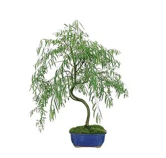 Japanese Weeping Willow Care