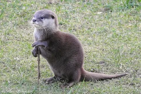 Asian small clawed otter - Imgur