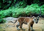 Camera catches bulldozer destroying Sumatra tiger forest WWF