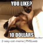 YOU LIKE? 10 DOLLARS Make a Meme+ 2-Sexy-Cat-Meme PMSLweb Me