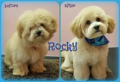 Image result for maltipoo teddy bear haircut Teddy bear dog,