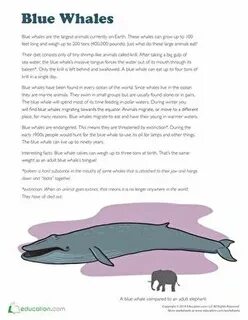 Blue Whale Facts Worksheet Education.com Blue whale facts, W
