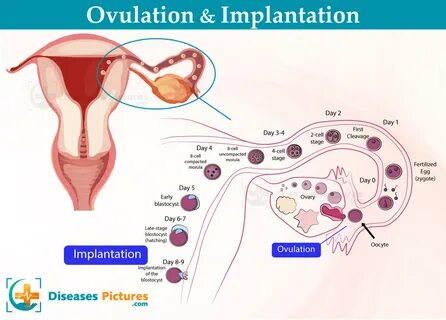 Ovulation-To-Implantation.