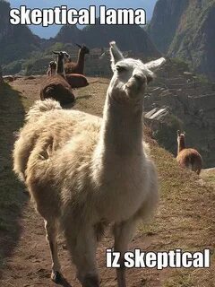 funny memes Alpaca funny, Funny llama, Llama