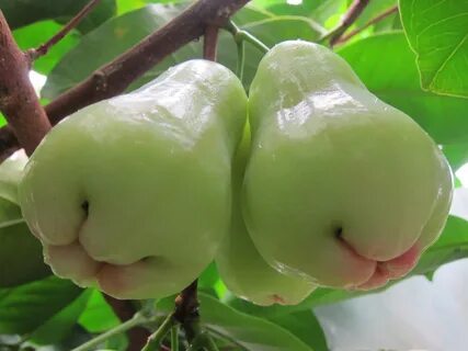 Membuat Bibit Stek Jambu Air Madu