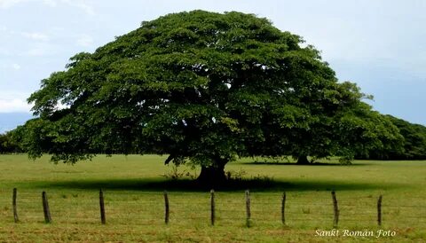 ARBOL DE GUANACASTE Our stunning national tree.. Sankt Romàn