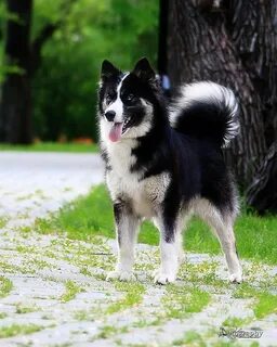 Якутская лайка - фото, характеристика породы собак и описани