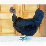 Chicken Breeds - Page 7 - TBN Ranch Chicken Keeping Resource