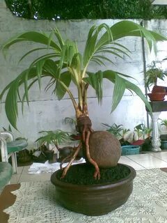 Grown from a coconut Plants, Bonsai, Bonsai art