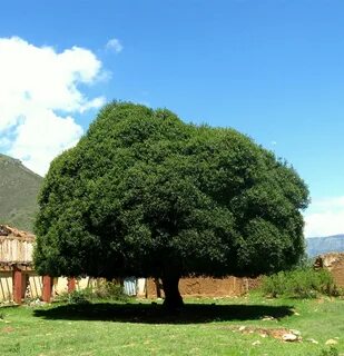 El Arbol de Quina Ciencias.pe