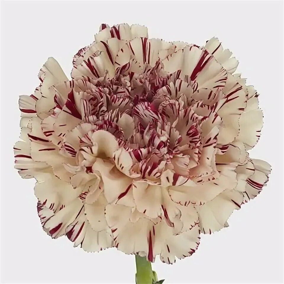 Carnation Paoletto 55cm Wholesale Dutch Flowers & Florist Su