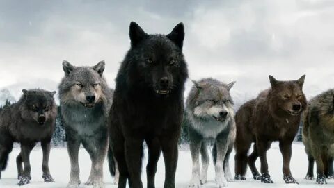 De wolvenlus