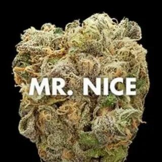 Mr Nice Guy Cannabis - Mr. Nice Guy