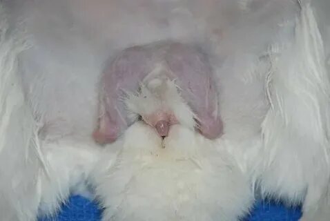 Rabbit Reproduction Basics - LafeberVet