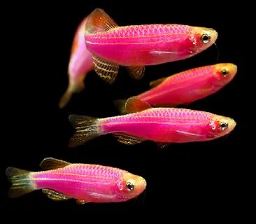 Premium Starfire Very-Red GloFish Danio