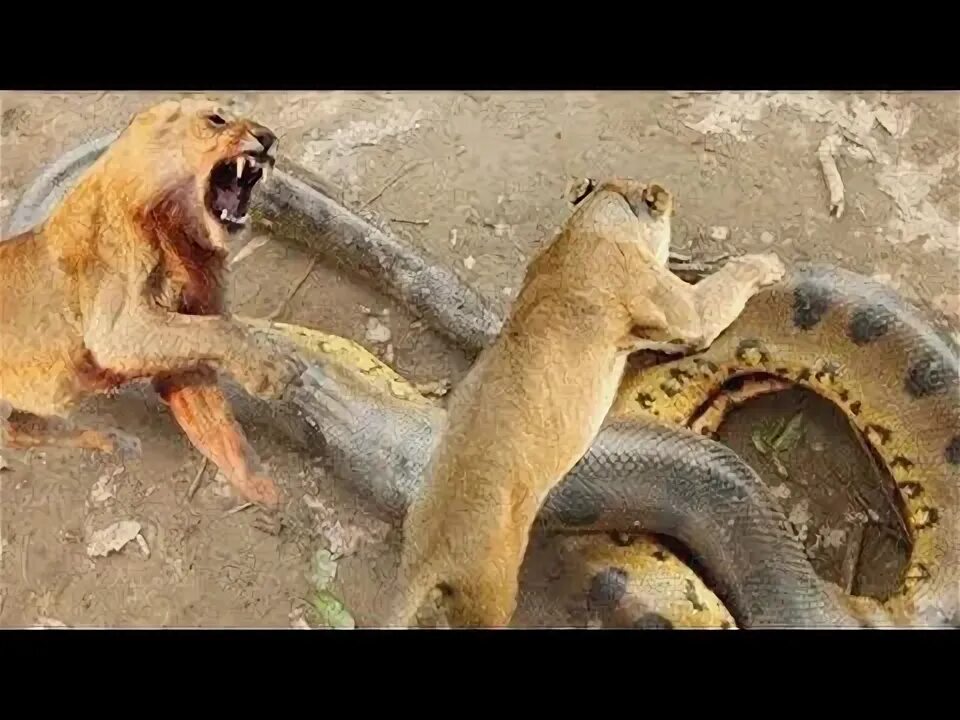 Python vs Lion, Anaconda Real Fights - Lion vs Buffalo, Wild