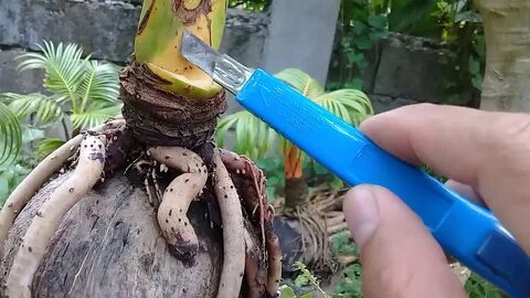 Coconut bonsai - YouTube