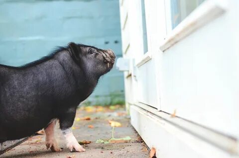 Male Pot Bellied Pig Penis Discharge