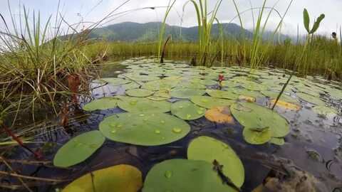 What Are Wetlands? - Wetlands International Japan