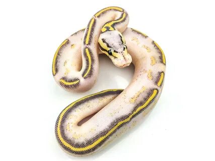 Gallery Of Highway Or Freeway Ball Python Snakes Pinterest -