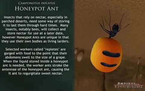 Ant List Slug Disco Forum