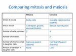 Mitosis And Meiosis Comparison Worksheet - Www.madreview.net