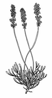 Lavender Flower, Beautiful Lavender Flower Coloring Pages: B