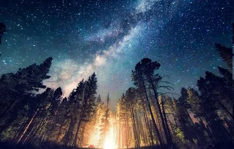 forest, Camping, Starry Night, Trees, Milky Way, Long Exposu