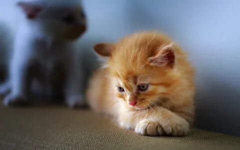 Скачать обои ginger kitten, cute pets, little cat, cute litt
