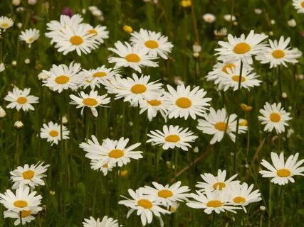 Wild meadow of daisies free image download