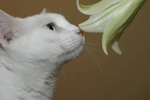 Ist die Lilie giftig für Katzen " Risiken und Maßnahmen
