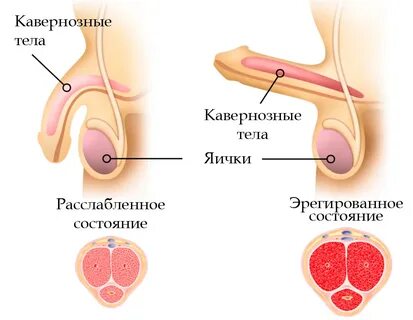 Блог интернет-аптеки руМЕДИК - описание препаратов для повыш