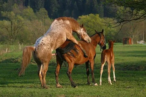 Mating Horse - Сток картинки - iStock