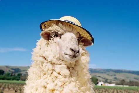 Pin by Brandon Brink on Sonnie Funny sheep, Funny animals, S