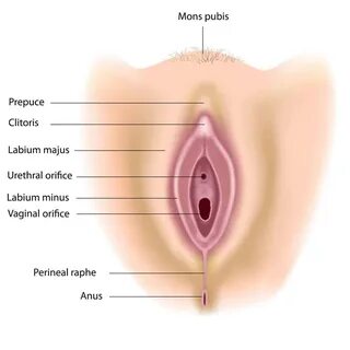 Organ Reproduksi Wanita dan Fungsinya - UtakAtikOtak.com