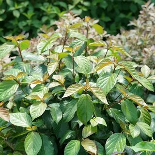 Viburnum SHINY DANCER - Buy Naked Witherod Shrubs Online