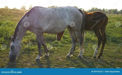 Cavalo comendo a éguas